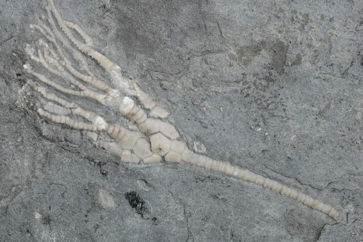 Ordovician Fossil Crinoid (Cupulocrinus) - Ontario #224909
